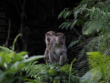 Pareja de Macaco de cola larga, Macaca fascicularis, con cachorro sentado en la densa vegetación, Sumatra, Indonesia
