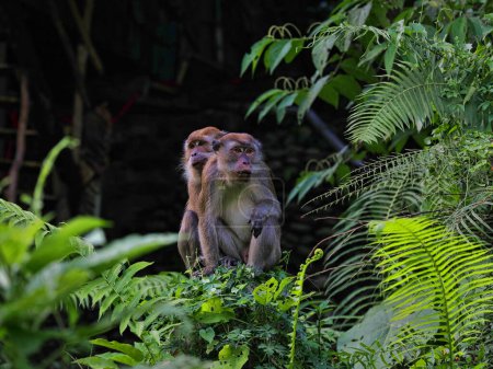 Pareja de Macaco de cola larga, Macaca fascicularis, con cachorro sentado en la densa vegetación, Sumatra, Indonesia