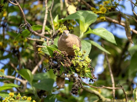 Ohrentaube, Zenaida auriculata antioquiae, sitzt auf einem Baum in einem Blätterklumpen, Wakata Biopark Kolumbien