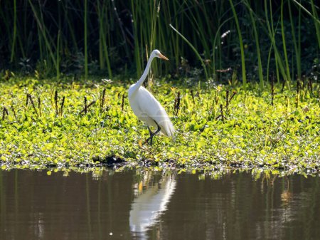 Great White Egret, Egretta alba, forrajeando en un pantano, Wakata Biopark, Colombia