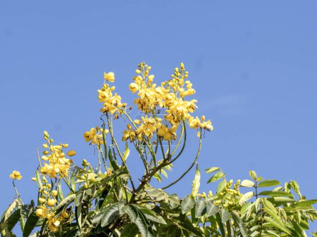 Plumes of yellow flowers at the top of the tree. Wakata Biopark, Colombia