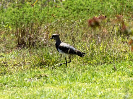 Southern lapwing, Vanellus chilensis, foraging in the grass. Wakata Biopark, Colombia