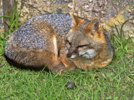 Gray Fox, Urocyon cinereoargenteus, lies on the ground and observes the surroundings. Colombia