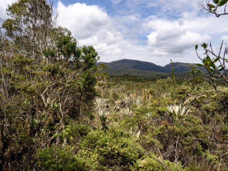 Un biotopo montañoso en la Reserva del Oso de anteojos. Santuario del Oso de Anteojos. Colombia.