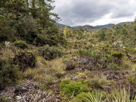 Un biotopo montañoso en la Reserva del Oso de anteojos. Santuario del Oso de Anteojos. Colombia.