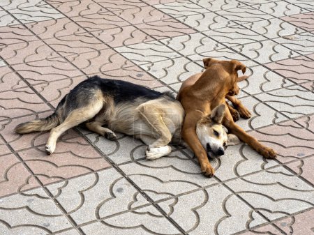 Deux amis chiens sur la place. Colombie