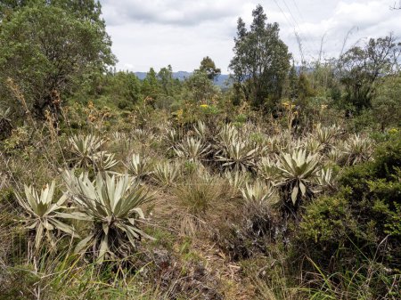 Ein hügeliges Biotop im BrillenBärenreservat. Santuario del Oso de Anteojos. Kolumbien.