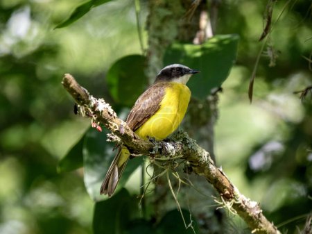 It sits on the ground and looks for food. Great Kiskadee, Pitangus sulphuratus, Colombia