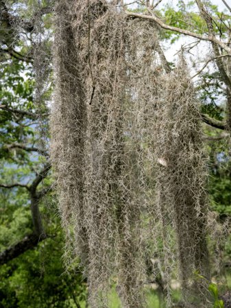 Massive curtains of tillandsia usneoides. Valle Del Cocora, Colombia.