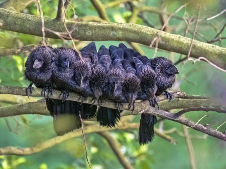 A large group of Groove-billed Ani, Crotophaga sulcirostris  huddles in the morning sun in winter. Colombia.