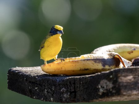 Tig-billed Euphonia, feeding on a banana at the feeder. Colombia.