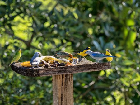 A mixture of different species of tropical birds at a feeder in Colombia. Colombia.