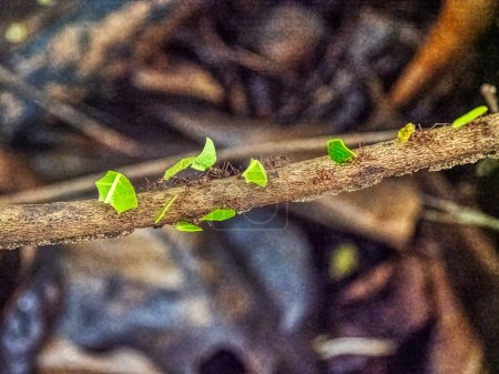 Téléchargez les photos : Les fourmis Atta portent des feuilles vertes jusqu'à leur nid. Colombie - en image libre de droit