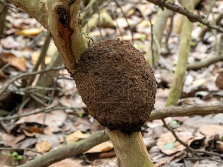 A spherical tree termite nest on a dry branch. Colombia