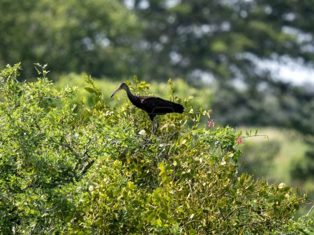Bare-faced Ibis, Phimosus infuscatus, foraging in a swamp, Colombia.