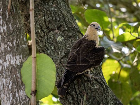 Yellow-headed Caracara, Milvago chimachima, sits on a trunk and observes the surroundings. Colombia.