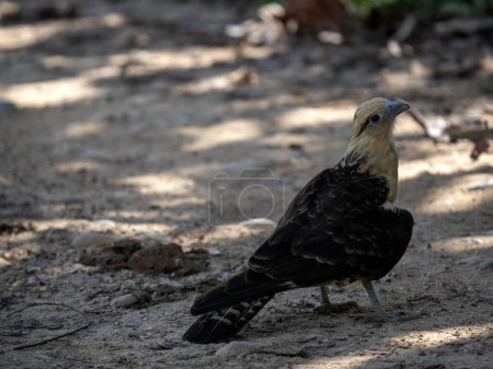 Yellow-headed Caracara, Milvago chimachima, sits on the ground and observes the surroundings. Colombia.