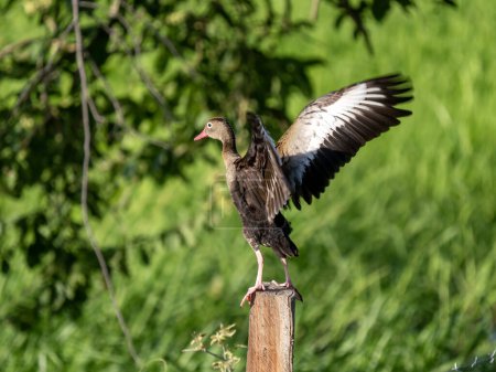 Black-bellied whistling duck, Dendrocygna autumnalis, sits on a tree trunk with outstretched wings. Colombi