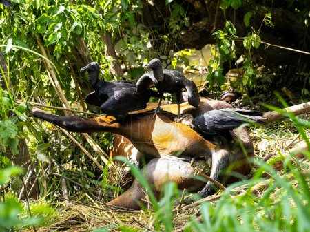 A group of Black vultures, Coragyps atratus, feast on a horse carcass. Colombia