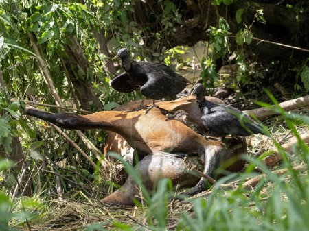 Eine Gruppe schwarzer Geier, Coragyps atratus, labt sich an einem Pferdekadaver. Kolumbien
