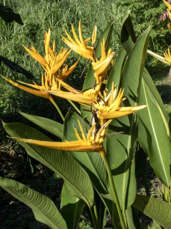 Téléchargez les photos : Fleurs exotiques de strelicia, plante de colibri de Colombie - en image libre de droit