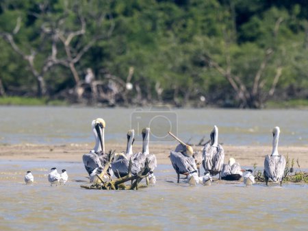 A group of Brown pelicans, Pelecanus occidentalis, resting on a lagoon. Colombia