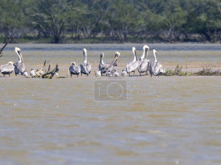 Eine Gruppe von Pelikanen, Pelecanus occidentalis, ruht auf einer Lagune. Kolumbien