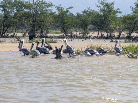 Eine Gruppe von Pelikanen, Pelecanus occidentalis, ruht auf einer Lagune. Kolumbien