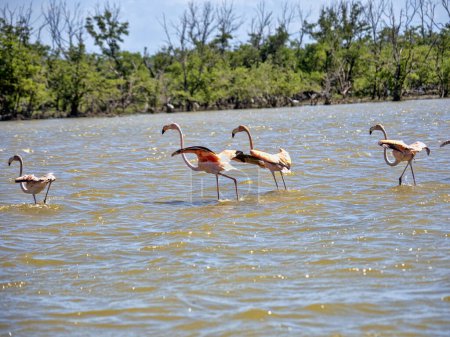 Foto de Un grupo de Flamenco Mayor, Phoenicopterus ruber, despega sobre la laguna. Colombia - Imagen libre de derechos