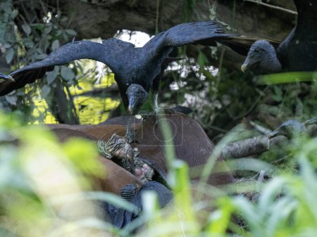 Un groupe de vautours noirs, Coragyps atratus, se régale d'une carcasse de cheval. Colombie