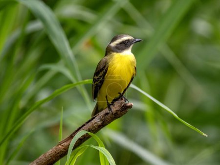Lesser Kiskadee, Philohydor lictor, sits in the branches and observes the surroundings. Colombia.