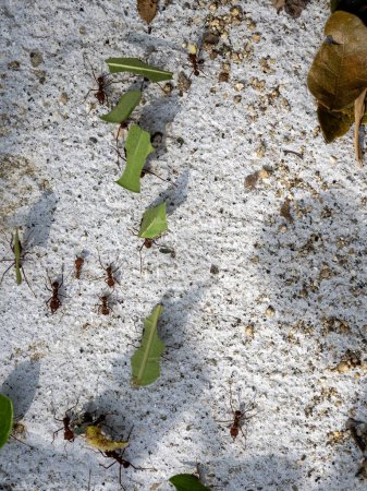 Las hormigas atta llevan hojas verdes a su nido. Colombi.