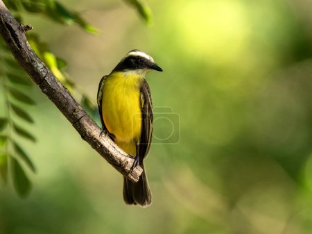 Lesser Kiskadee, Philohydor lictor, est assis dans les branches et observe les environs. Colombie.