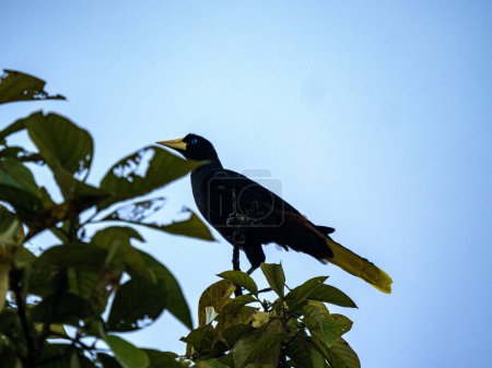 Téléchargez les photos : Oropendole à crête, Psarocolius decumanus, s'assoit haut dans un arbre et observe les environs. Colombie - en image libre de droit