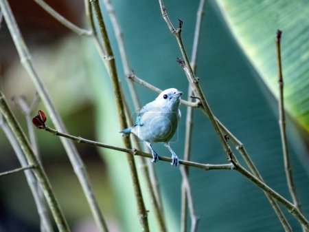 Blue-gray Tanager, Tangara episcopus, sits on a twig and observes its surroundings. Colombia
