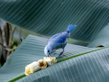 Blue-gray Tanager, Tangara episcopus, sits on a banana leaf and feeds on the fruit. Colombia