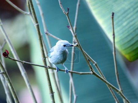 Blue-gray Tanager, Tangara episcopus, sits on a twig and observes its surroundings. Colombia
