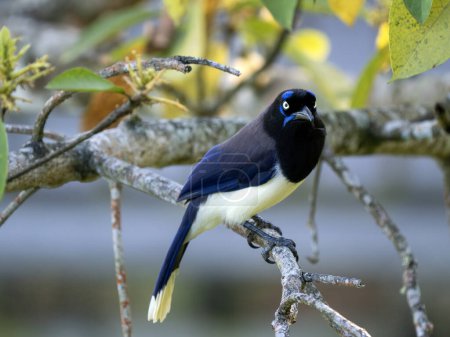 Jay à poitrine noire, Cyanocorax affinis, s'assoit sur une brindille et observe les environs. Colombie.