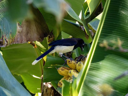 Jay de pecho negro, Cyanocorax affinis, se sienta en una ramita y observa los alrededores. Colombia.