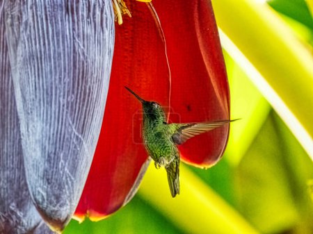 Kurzschwanzsmaragd, Chlorostilbon porttmani, saugt im Flug Nektar von einem blühenden Pavianbaum. Kolumbien
