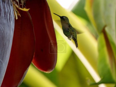 Esmeralda de cola corta, Chlorostilbon porttmani, en vuelo chupando néctar de un mandril floreciente. Colombia