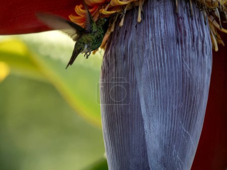 Kurzschwanzsmaragd, Chlorostilbon porttmani, saugt im Flug Nektar von einem blühenden Pavianbaum. Kolumbien