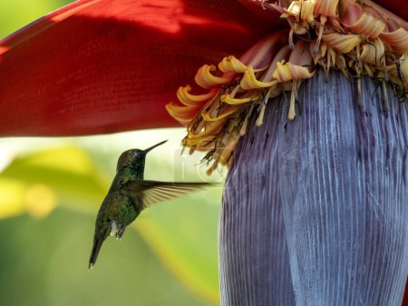 Short-tailed Emerald, Chlorostilbon porttmani, in flight sucking nectar from a flowering baboon tree. Colombia