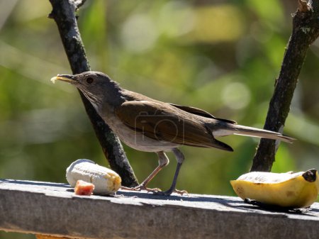 Pale-breasted Thrush, Turdus leucomelas, sits on a feeder and searches for food. Colombia.