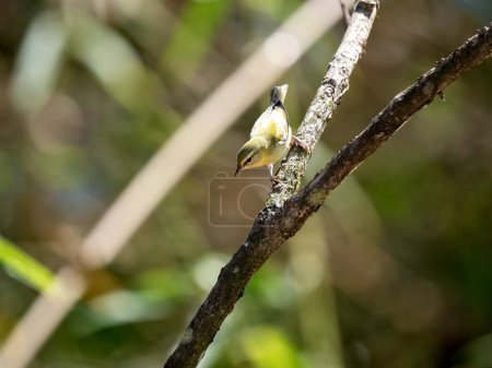 A Wood Warbler, Phylloscopus Sibilatrix, sits on a twig and observes the surroundings. Colombia.