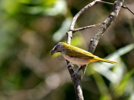 Buff-thorned Saltator, Saltator maximus, sits on a twig and observes the surroundings. Colombia.