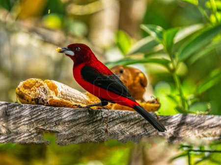 Crimson-backed Tanager, Ramphocelus dimidiatus, sits on a feeder and observes the surroundings. Colombia.