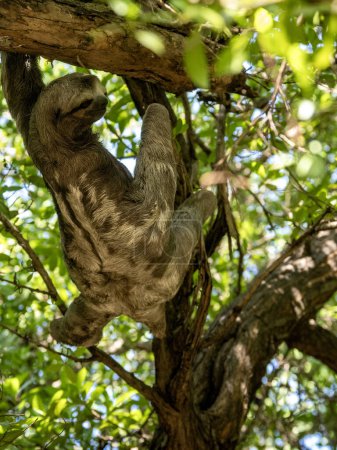 Sloth three toed, Bradypus tridactylus, in the city park i