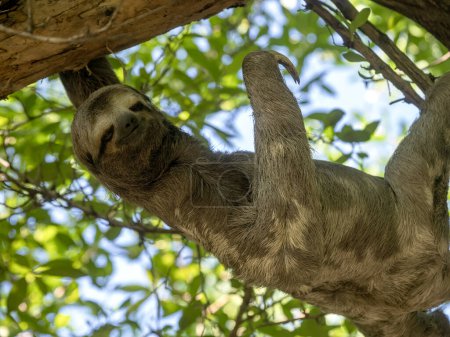 Sloth three toed, Bradypus tridactylus, in the city park i