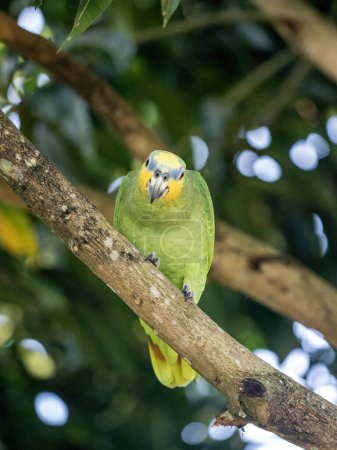 Amazona amazonica, der orangeflügelte Amazonas, sitzt auf einem trockenen Ast in der Natur. Magdalena. Kolumbien